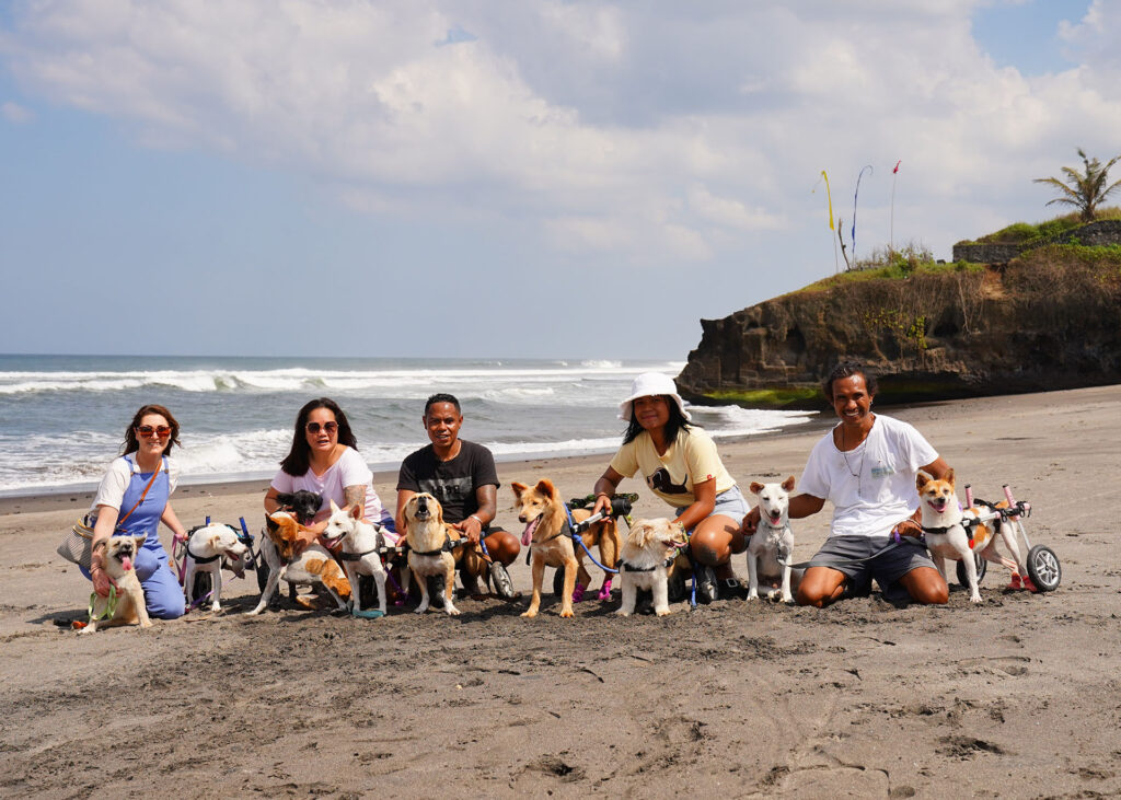 Paws For Change Bali and Bali Rescue Dog Squad with dogs